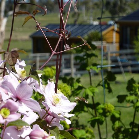 Hazelcreek Cottages Exeter Extérieur photo