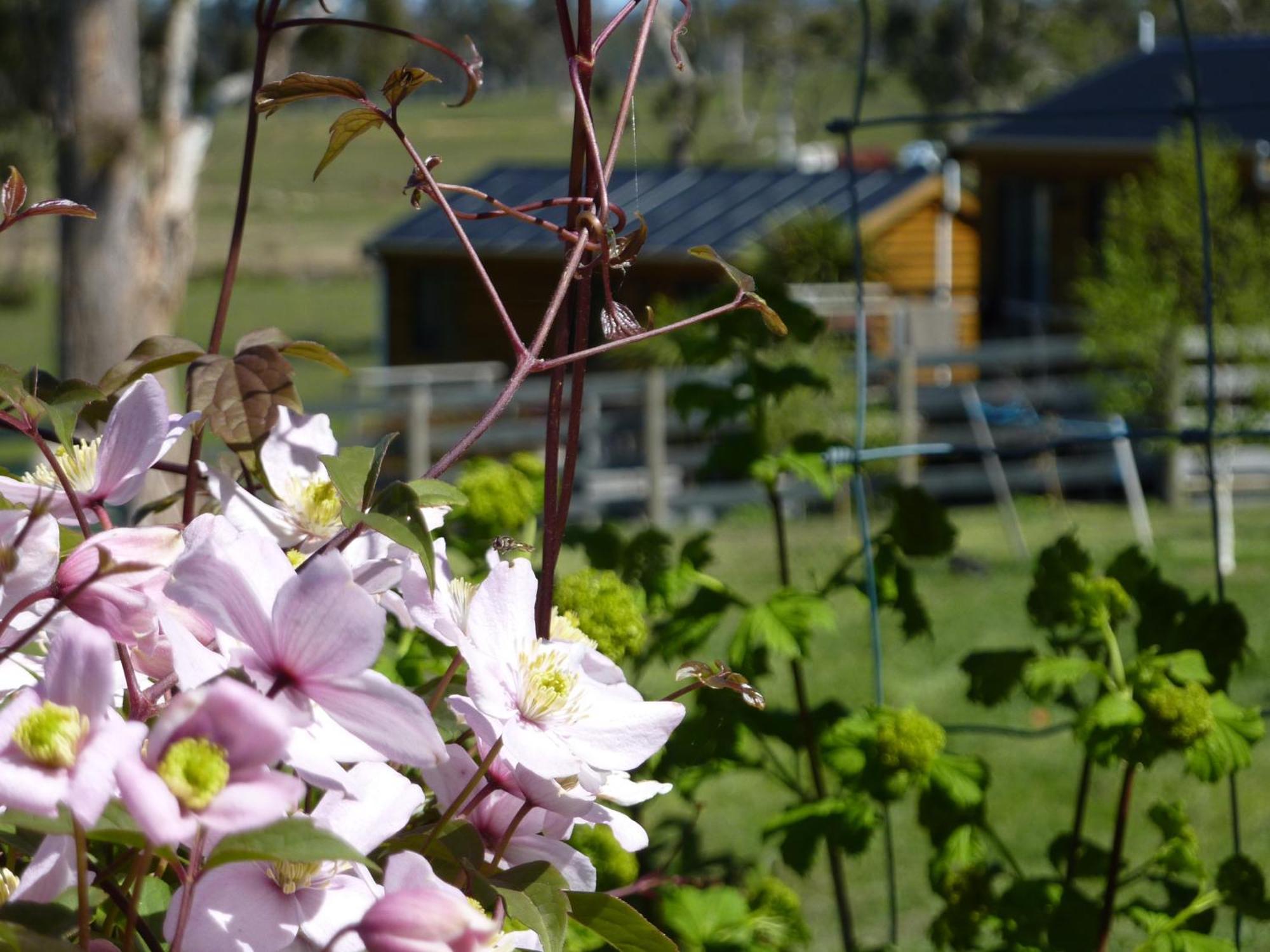 Hazelcreek Cottages Exeter Extérieur photo